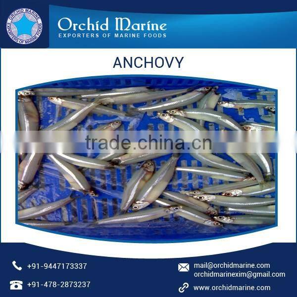 Pure and Fresh Health Beneficial Anchovy Available for Bulk Purchase