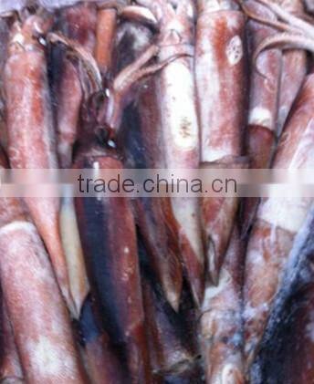 High Quality Competitive Frozen Squid Loligo