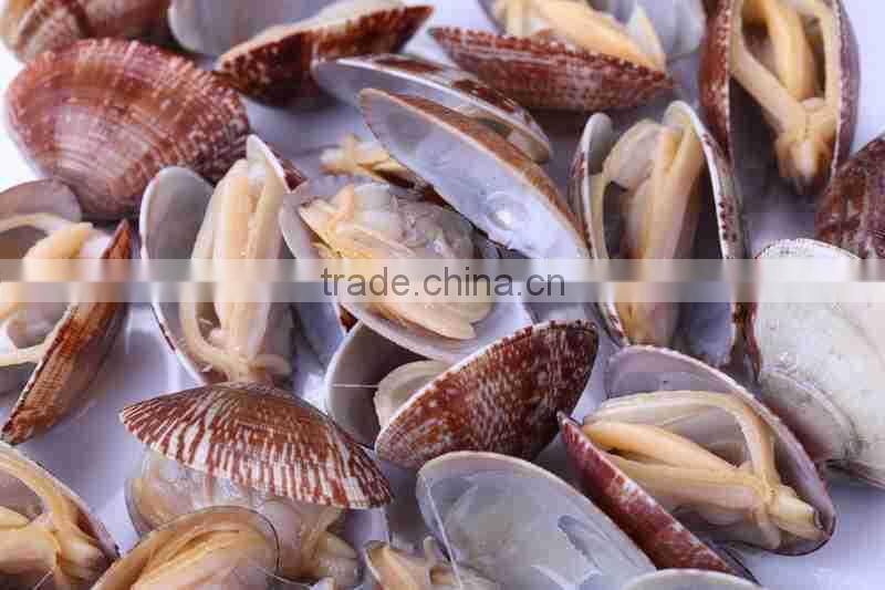 Frozen all kinds of clam in wholesale clam new produced