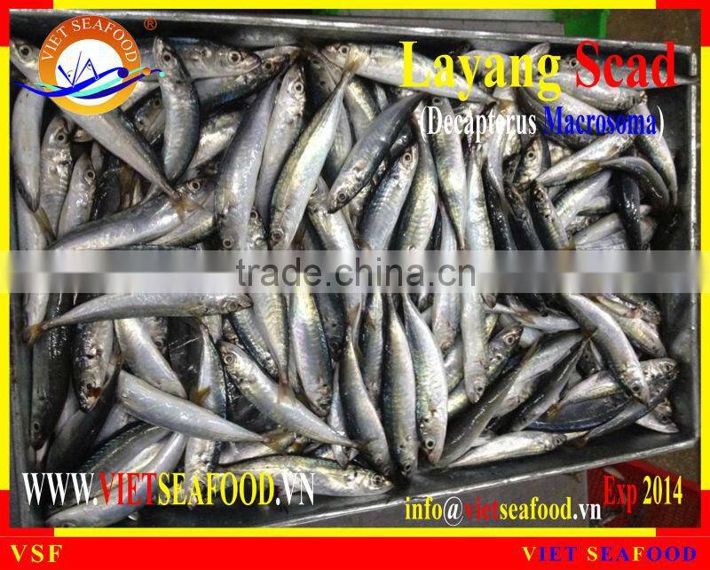 FROZEN LAYANG SCAD WHOLE ROUND