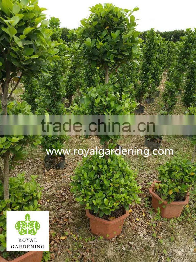 Ficus panda 3 steps ,cone shape nursery for landscaping high 1.5-2.5m