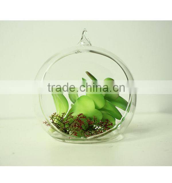 Florists new arrival glass pot succulents for interior decoration