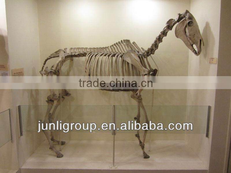 JLDF-G-0025 Replica Animal Skeleton For Sale