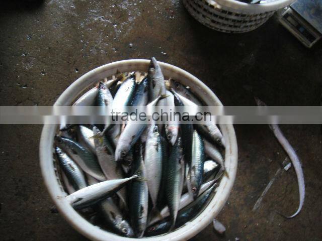 mackerel, caballa