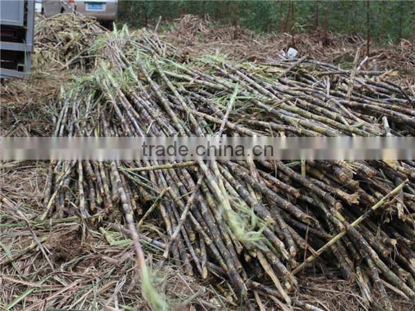 Manual labor save sugarcane leaf peeling machine for sale