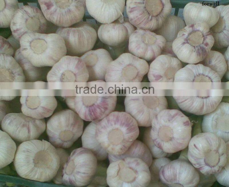 FRESH NORMAL WHITE GARLIC EXPORT 4.5 CM , EGYPT.