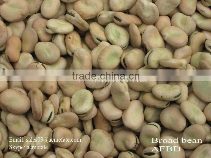 Broad Beans