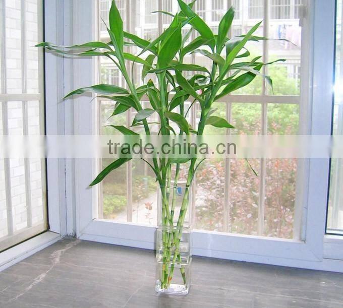 lucky bamboo bonsai