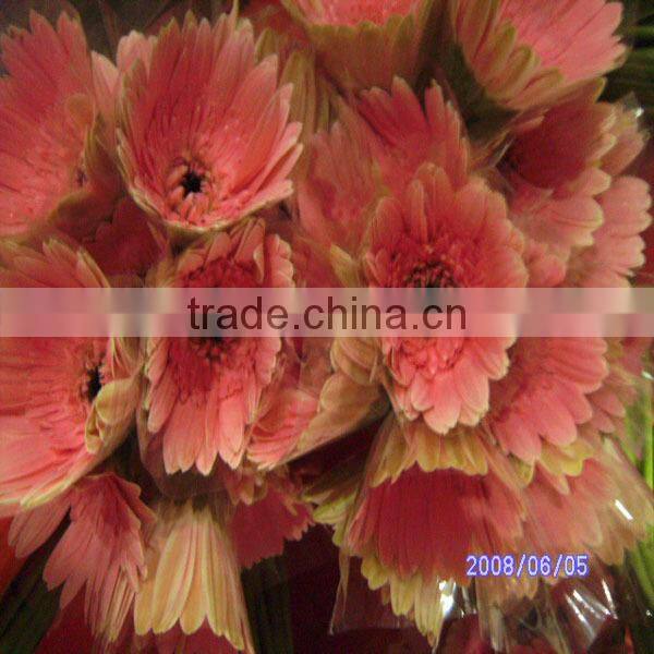 wholesale fresh gerbera flower with high quality