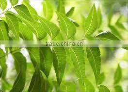 Neem oil pure