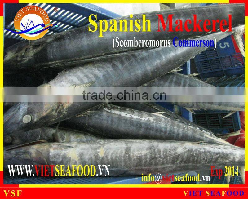 FROZEN SPANISH MACKEREL W/R