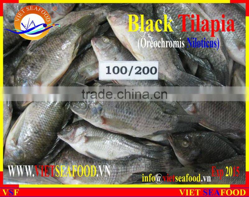 BLACK TILAPIA WHOLE ROUND