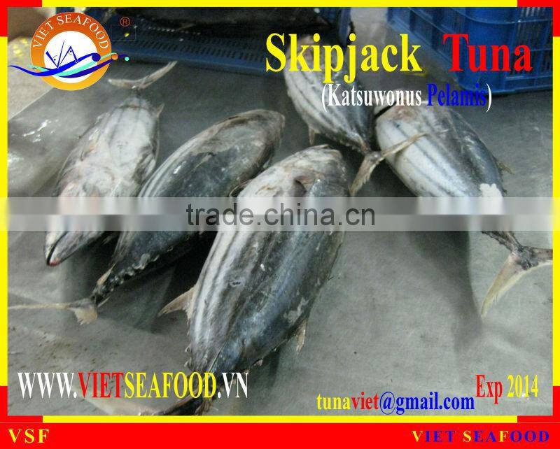 FROZEN SKIPJACK TUNA WHOLE ROUND