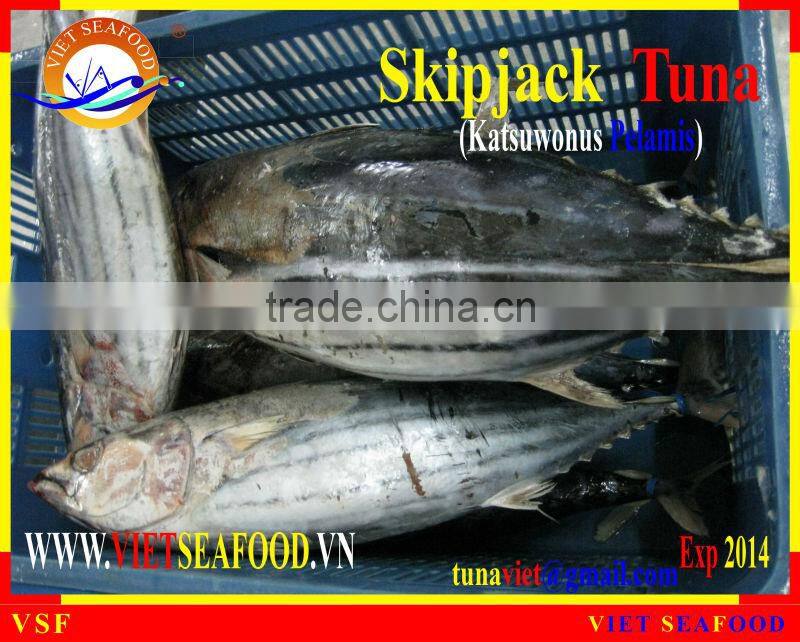 W/R FROZEN SKIPJACK TUNA