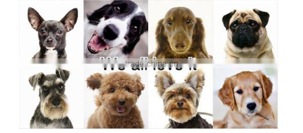 Wholesale Solid Plastic Dog Bowl,pet plastic bowl for sale,dog plastic bowl supplier