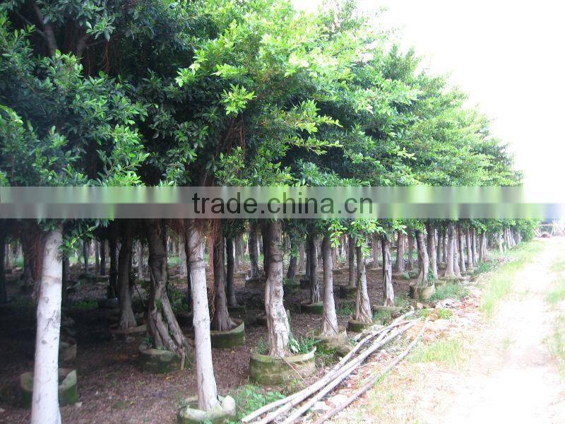 Ficus Nitida landscaping trees for outdoor