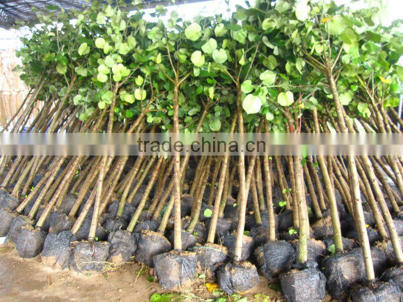Hibiscus tiliaceus trees