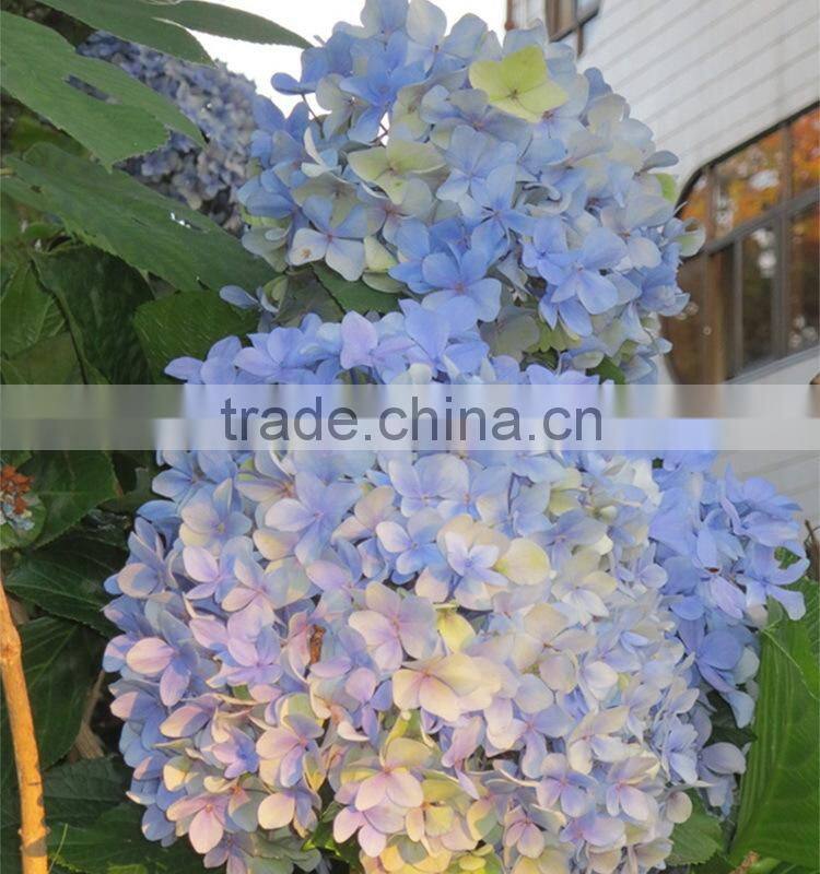 Fashionable hot sale hydrangea bridal flower