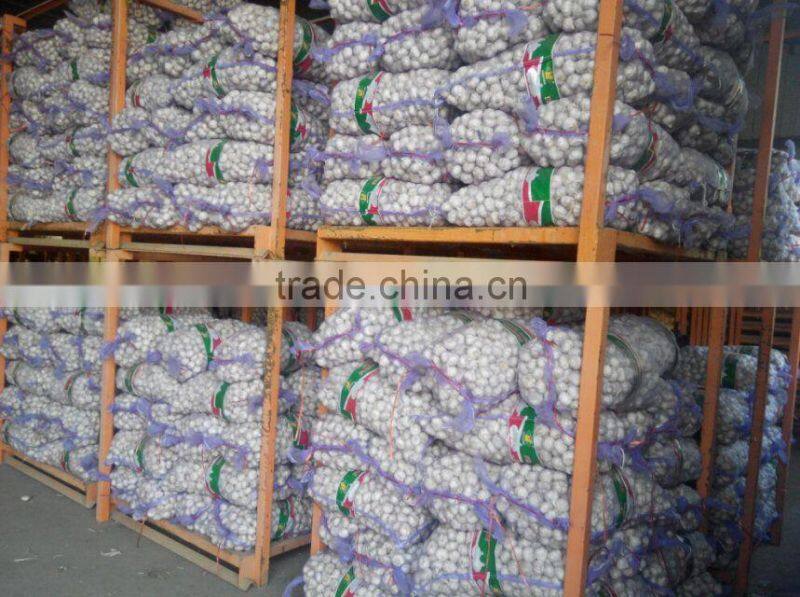 2016 hot sale fresh garlic to Mid- east market