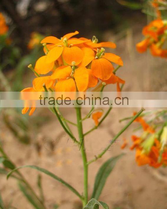 Common Wallflower ,Cheiranthus cheiri Linn.flower seed,herb seed,vegetalbe seed,fruit seed,grass seed