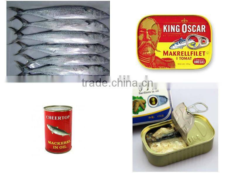 Chinese wholesale canned mackerel tomato