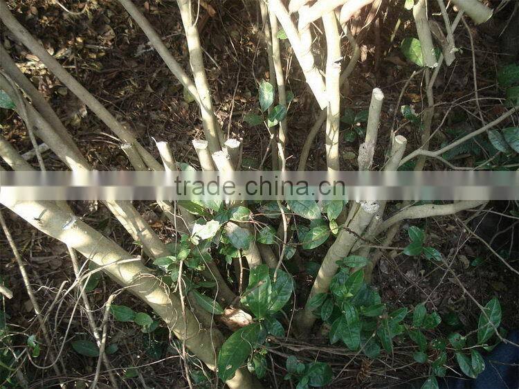 OEM hot selling GX25 single blade hedge trimmer attachment