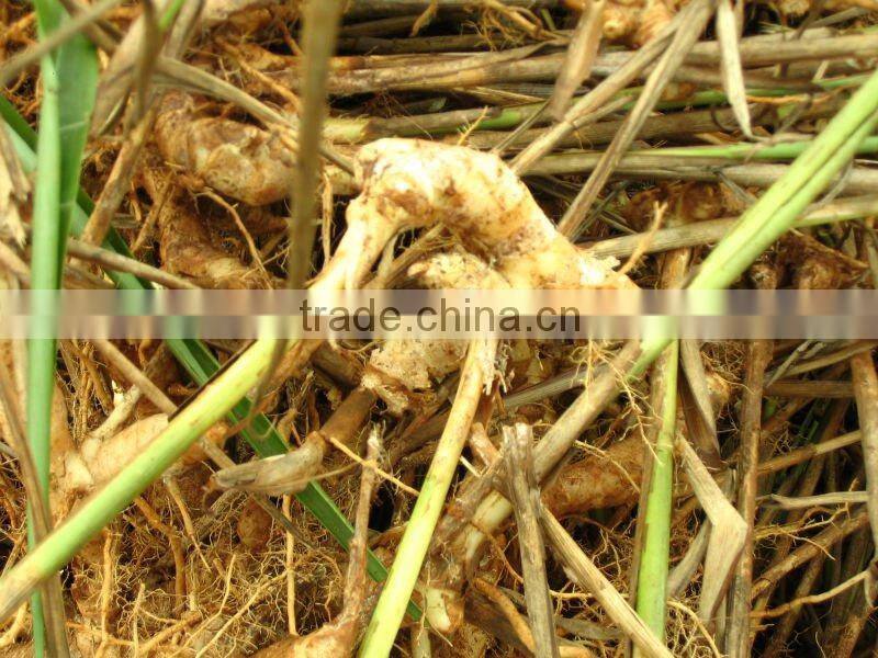 China Origin Well Died Galangal Roots