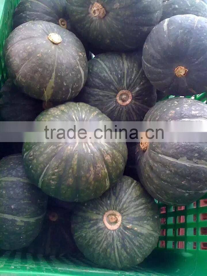 FRESH PUMPKIN +84963818434 whatsapp