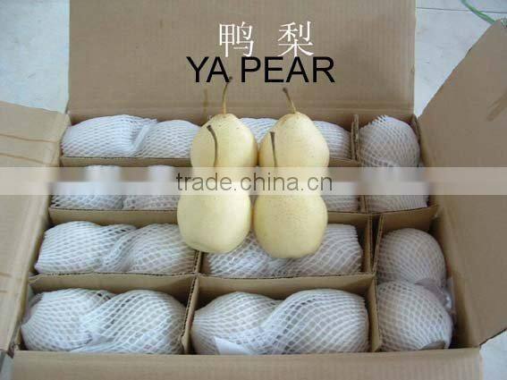 Fresh Ya Pear,Fresh Pear,Sweet Pear