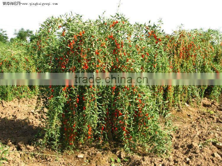 Goji berries seeds for dried goji berries great goji berry health benefits