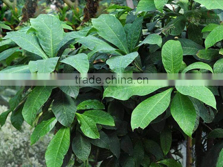 The landscape tree Barringtonia asiatica seedling