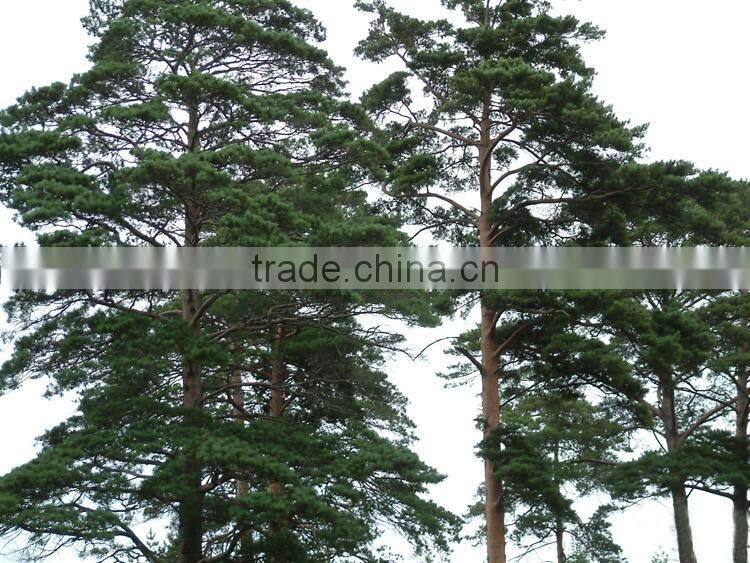 The outdoor decoration plant outdoor plants Changpai Scotch Pine seedling