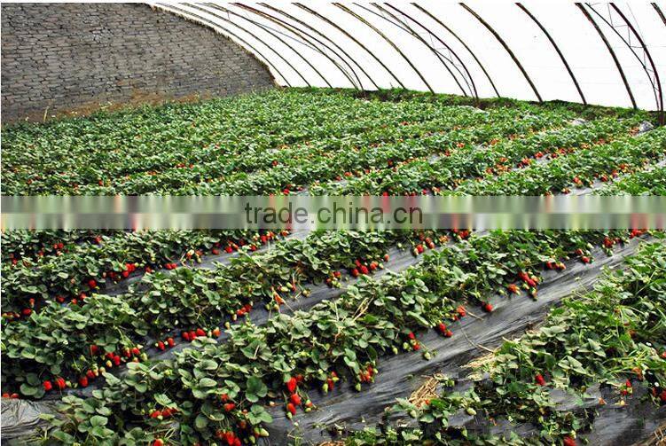 strawberry seedling nursery
