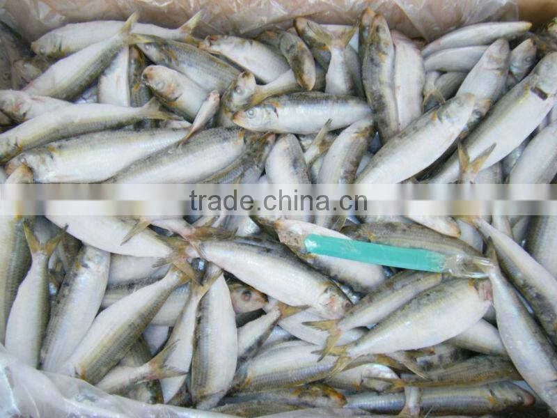 penang of sardine