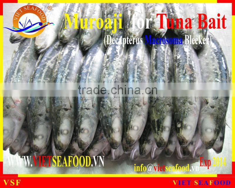 MUROAJI FOR TUNA BAIT