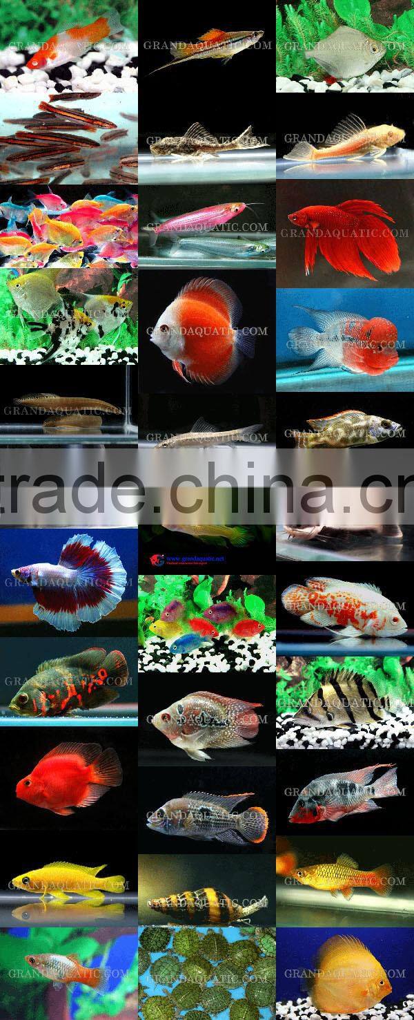 Ogon Koi carp fish wholesale in Thailand