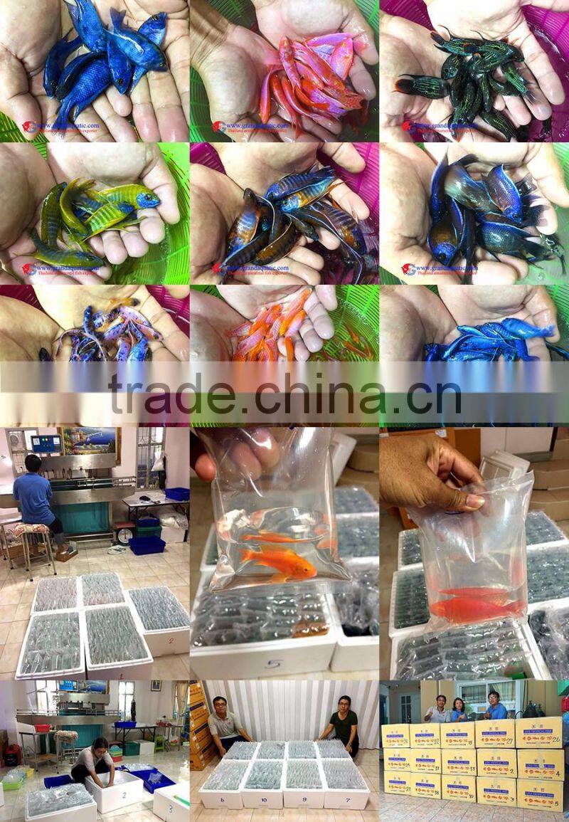 Quality Malawi cichlid fish exporter