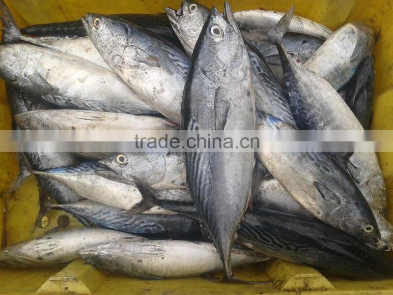 IQF fresh frozen fish bonito tuna whole round