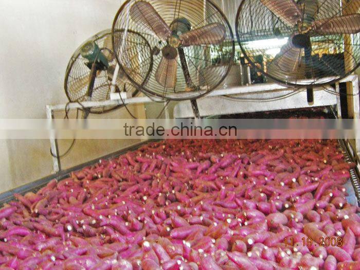 FRESH PURPLE SWEET POTATO - HIGH QUALITY - GOOD PRICE