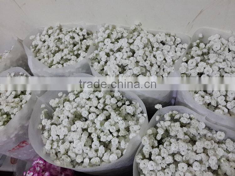 Most popular new coming gypsophila flower from china