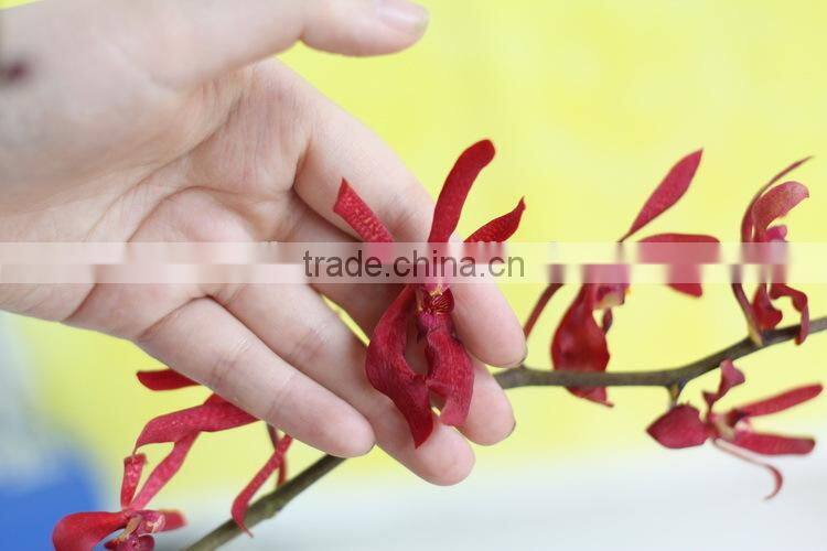 Fresh cut flowers Vanda orchid flowers