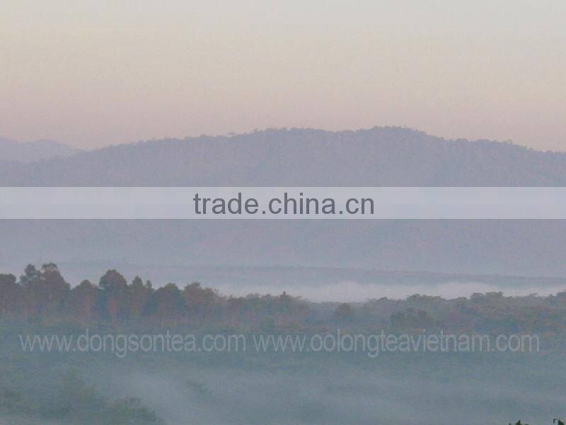 Viet Nam high mountain jin xuan Oolong tea