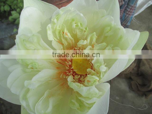 Fresh White Lotus Flower Bud Supplier in India