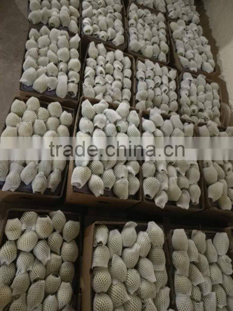 fresh shandong pear