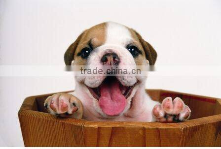 high performance dog food machine /dog food extruder machine/ dog chewing food making machine