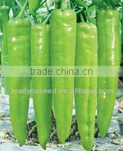 CF48 Genius 48 days extra early maturity hybrid white cauliflower seeds