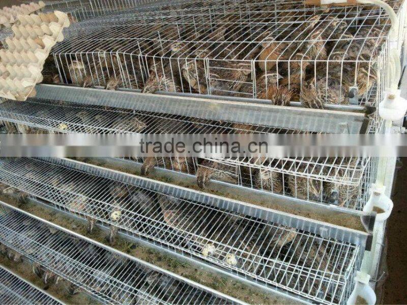 6 Tiers Layer Quail Cages For Sale