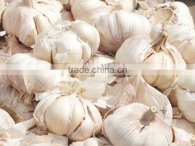 Garlic Processing Machine Peeling Machine Separating Machine Splitting Machine
