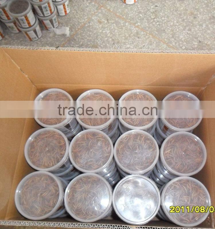 2.8 cm Freeze Yellow Dried Mealworms ;Freeze Dried Mealworms For Bird