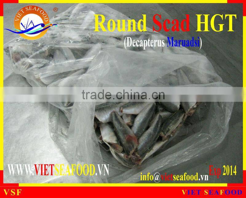 FROZEN ROUND SCAD HGT